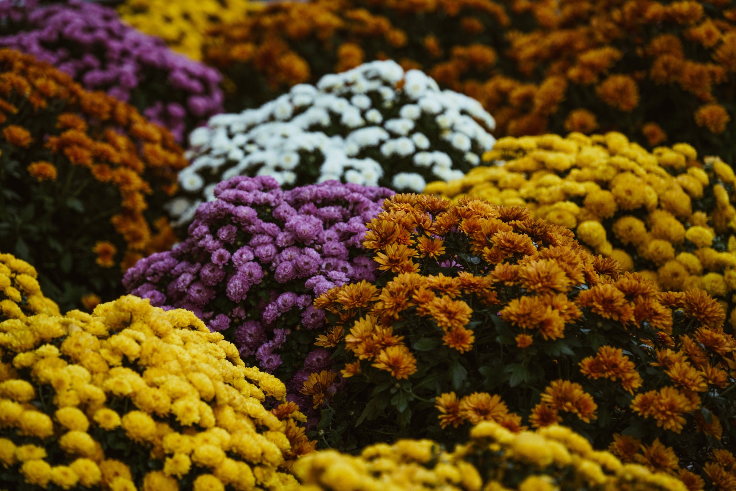 Florales